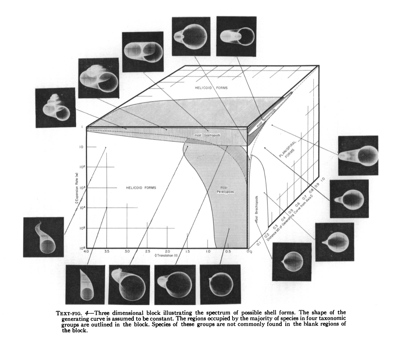 Raup's 1966 original published illustration: the three-dimensional W × D × T cube of theoretical shell morphologies, with shells at the corners showing how each axis (whorl expansion, distance from axis, translation) maps to a different family of forms.