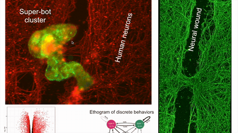 Super-bot cluster on a culture of human neurons next to a neural wound