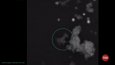 Microscopy of cells in culture — generic stand-in for cell-line / cancer-model work