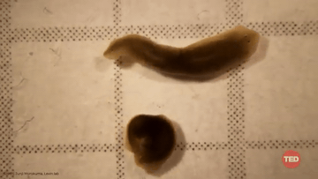 Time-lapse of a planarian fragment regenerating after amputation