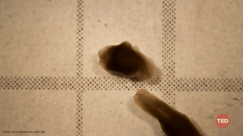 Time-lapse of regenerating tissue — illustrating the regeneration-models category broadly