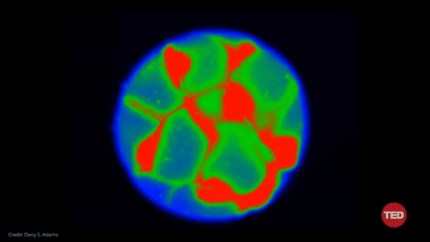 Live voltage-sensitive-dye recording of a Xenopus embryo showing hyper- and depolarised regions appearing as a pre-pattern of the future face