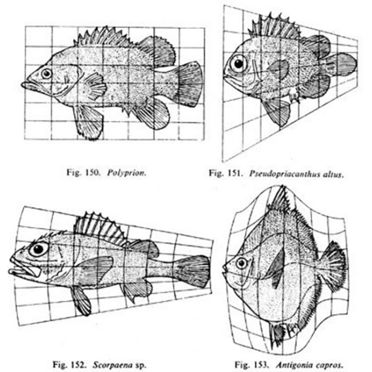 Thompson's original 1917 figure showing four fish (Polyprion, Pseudopriacanthus, Scorpaena, Antigonia) on warped coordinate grids