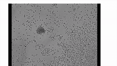 Xenobot swimming through a field of suspended cells