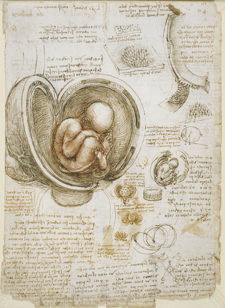 Leonardo da Vinci's study of a fetus curled inside an opened uterus, with surrounding annotations