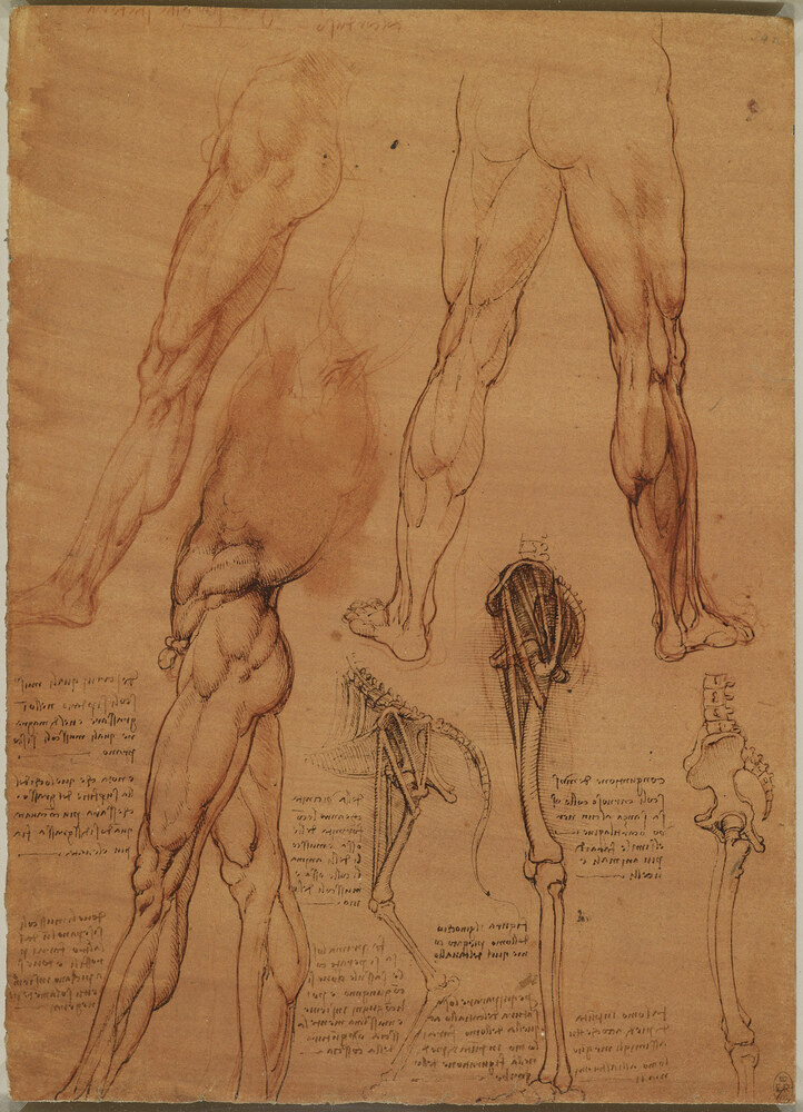 Leonardo da Vinci's red-chalk study of the muscles and bones of the human leg from several angles
