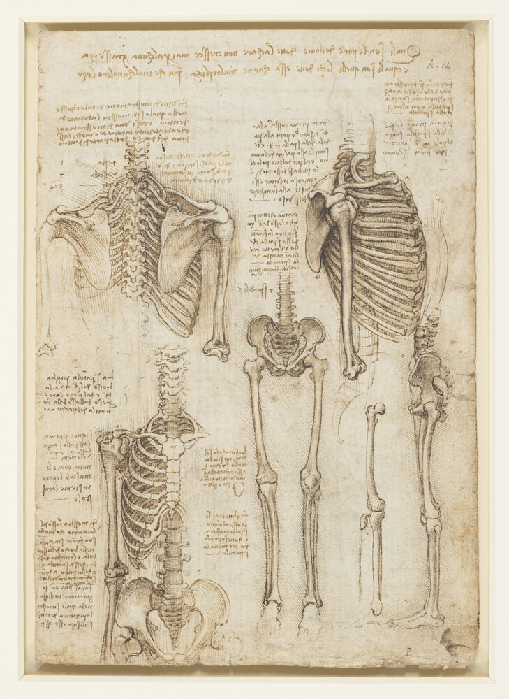 Leonardo da Vinci's anatomical study of the human skeleton showing spine, ribcage, pelvis and legs from multiple views