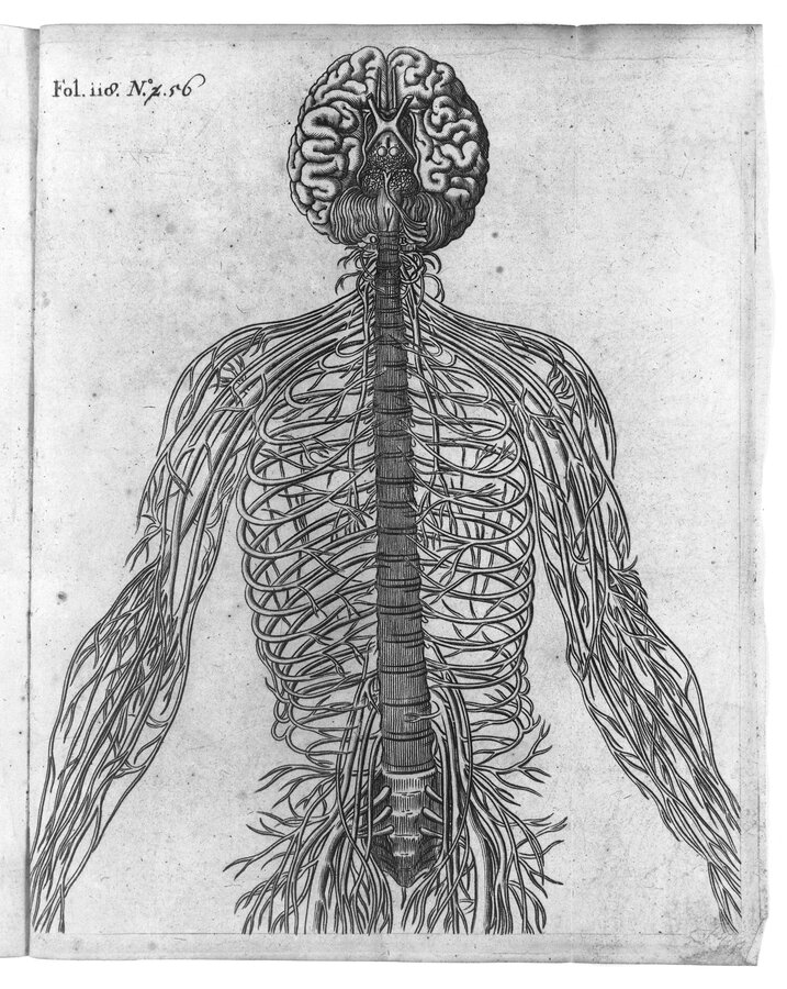 17th-century engraving from Descartes's De Homine showing the brain, nerves, and pineal gland as pathways for animal spirits