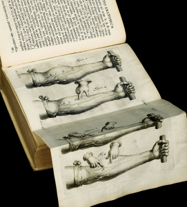 Illustration of forearm venous ligature experiments from Harvey's De Motu Cordis, 1628