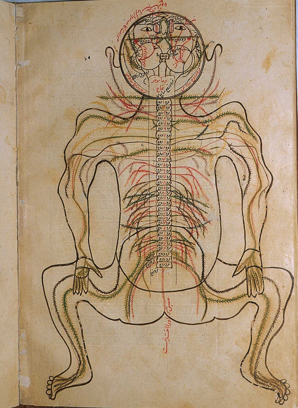 Persian anatomical illustration from Mansur's Anatomy showing a full-body map of the nervous system with the spine, cranial cavity and branching nerves labeled in Arabic script