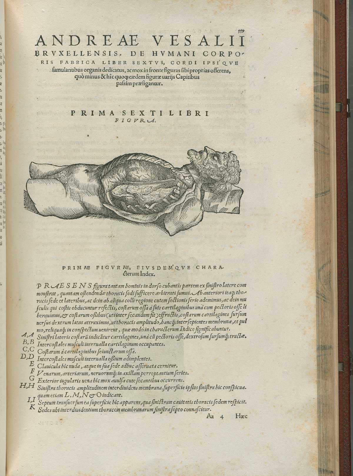 Woodcut anatomical illustration from Vesalius's De Humani Corporis Fabrica, 1543, showing an opened thorax