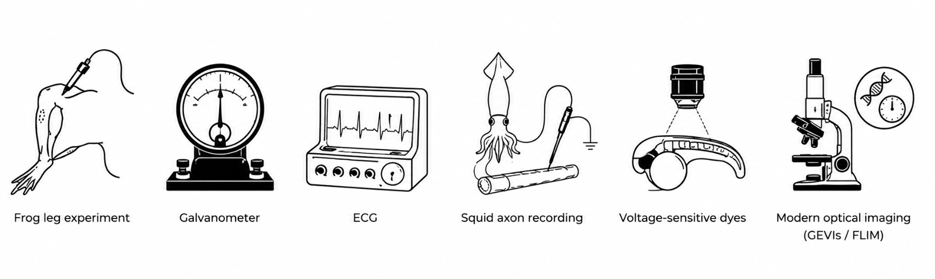 Chronological line of bioelectric instruments: frog-leg experiment (Galvani), galvanometer, ECG, squid axon recording, voltage-sensitive dyes, and modern optical imaging (GEVIs / FLIM).