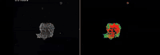 Animated 17.5h FLIM timelapse from Patrick McMillen — left: grayscale cell expanding; right: rainbow lifetime map (1.1–1.3 ns) showing dynamic bioelectric signals as the colony grows. 100 µm scale.