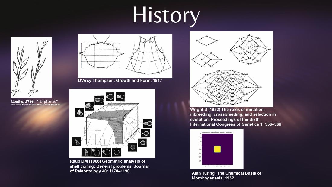 Lineage of the morphospace idea: Goethe's Urpflanze archetypal plant, D'Arcy Thompson's coordinate-grid fish transformations, Raup's shell cube, Sewall Wright's adaptive landscape, and Turing reaction-diffusion patterns — five visual ancestors of Levin's latent platonic space.