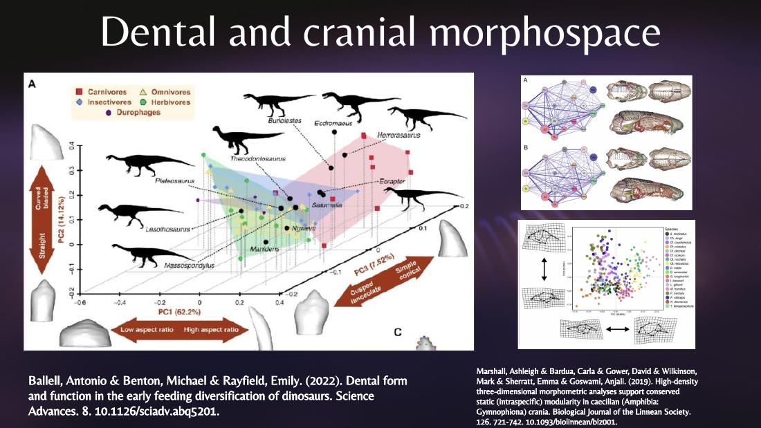Two morphospace generalizations beyond shells: Ballell et al. 2022 dental morphospace of dinosaur teeth across clades, and Marshall et al. 2019 cranial morphospace of caecilian amphibian skulls — both showing real taxa occupying only a small region of the geometrically possible space.