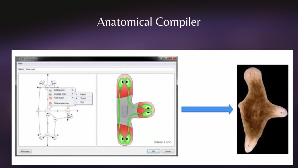 Daniel Lobo's planarian morphology editor (Levin lab): graphical UI where the user adds head/trunk/tail regions to a regulatory graph, specifies a triple-headed target morphology in the editor pane, and an arrow points to the actual triple-headed planarian generated by the corresponding bioelectric perturbation.