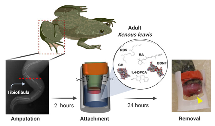 BioDome workflow figure (Murugan et al. 2022): adult Xenopus laevis hindlimb amputation → 2h attachment of silicone BioDome cap loaded with 5-drug cocktail (RD5, RA, GH, BDNF, 1,4-DPCA) → 24h drug delivery → cap removal showing wound bed.