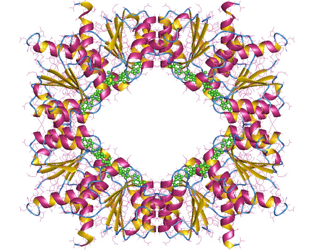 Crystal structure of the KcsA potassium channel: a tetramer viewed from above, with the central selectivity filter pore visible — the protein that allows K⁺ to flow and sets resting membrane voltage in cells